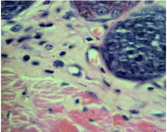 Gambar 13 Makrofag yang terdapat pada luka (anak panah) pada jaringan kulit yang diberi salep etil asetat pada hari ke-7 pasca perlukaan