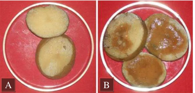 Gambar 1. Uji virulensi Erwinia carotovora, A : Umbi kentang normal, B : Umbi kentang terinfeksi bakteri Erwinia carotovora 