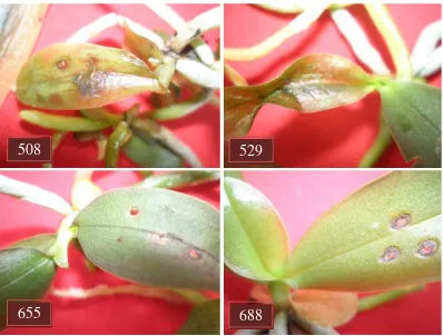 Gambar 2. Tanaman anggrek Phalaenopsis setelah 10 hari pengamatan pada setiap popupasi 