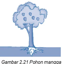 Gambar 2.21 Pohon mangga