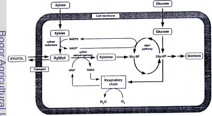 Gambar 3 Metabolisme xilosa dan glukosa oleh sel khamir Candida. 