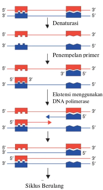 Gambar  2  Tahapan amplifikasi DNA pada PCR (Reece 2004). 