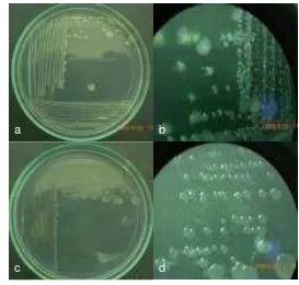 Gambar 7  Karakter morfologi isolat CDBw-05 (gambar baris atas) dan CKBr-06  (gambar baris bawah)