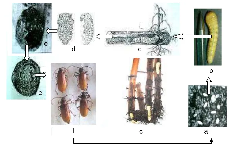 Gambar 1  Siklus hidup hama boktor.  Telur (a), larva (b), larva menggerek  bibit 
