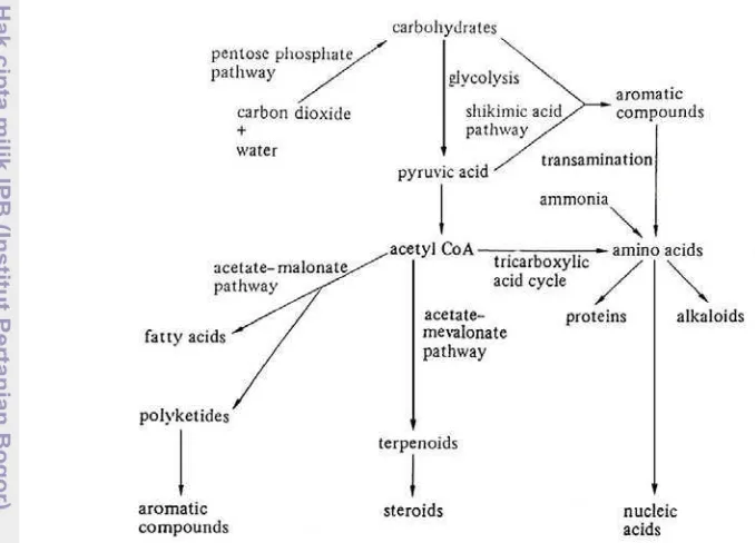 Gambar 1 Biosintesis metabolit sekunder tanaman (Vickery dan Vickery  1981) 