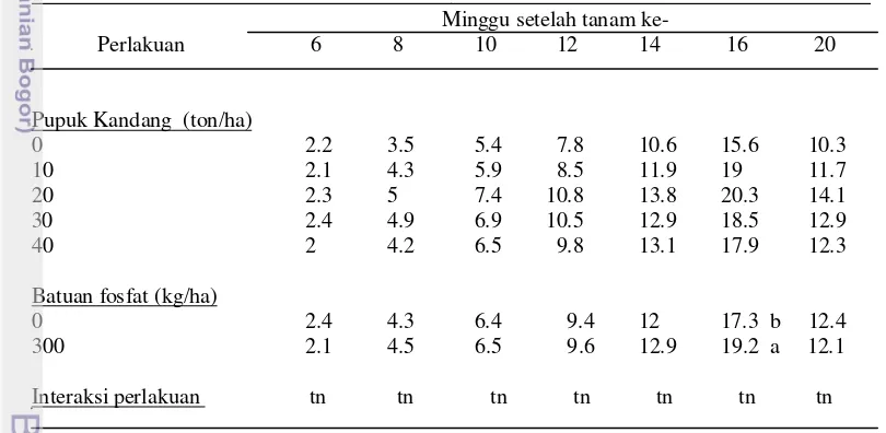 Tabel 4. Pengaruh pupuk kandang sapi dan batuan fosfat terhadap jumlah stolon  
