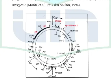 Gambar 2.6 Sturktur mtDNA (Andaman, 1992 dalam Pratami, 2011)  