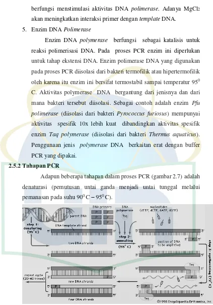 Gambar 2.7 Tahapan PCR (Sumber. www. faculty.unlv.edu) 