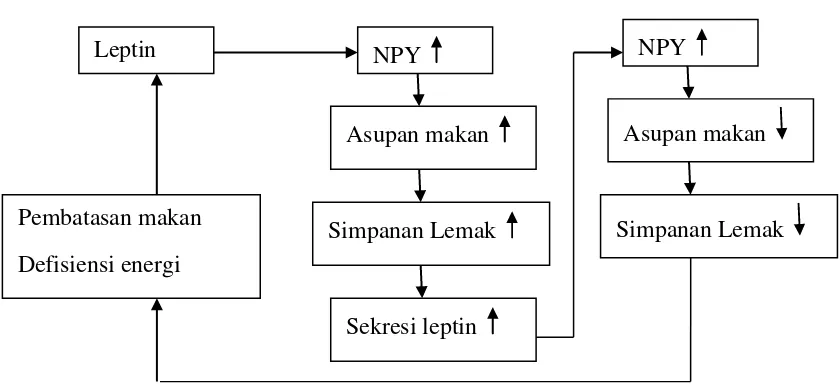 Gambar 2.1 Mekanisme Leptin dan NPY dalam mengatur asupan makan 