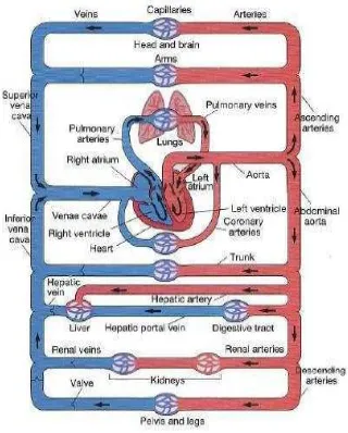 Gambar 2.3 Sistem Sirkulasi Sistemik dan Pulmonal 