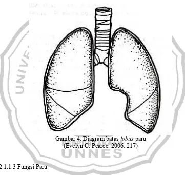 Gambar 4. Diagram batas lobus paru 