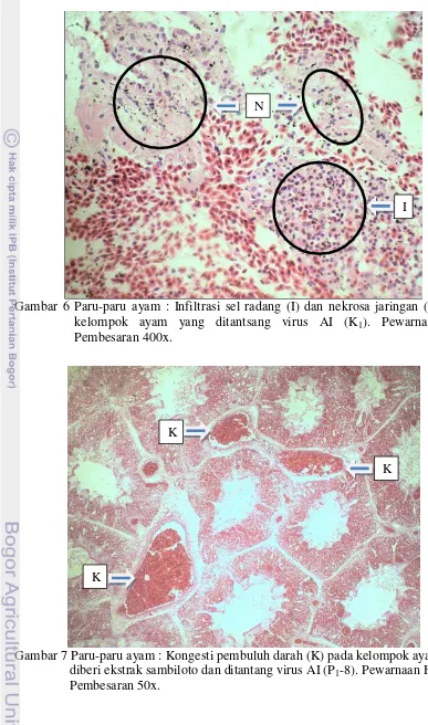 Gambar 6 Paru-paru ayam : Infiltrasi sel radang (I) dan nekrosa jaringan (N) pada 