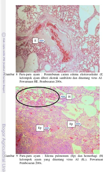 Gambar 9 Paru-paru ayam : Edema pulmonum (Ep) dan hemorhagi (H) pada 