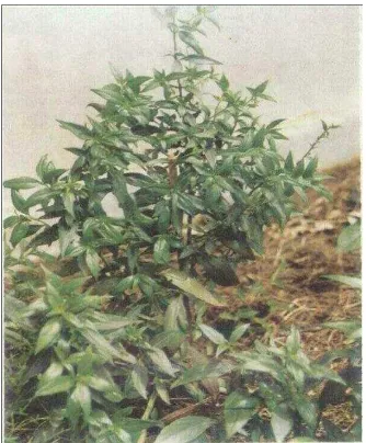 Gambar 3 Tanaman sambiloto (Androgaphis paniculata Nees). (http://www.smecda.com) (Anonim 2003)