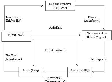 Gambar 2  Siklus Nitrogen dalam ekosistem perairan (Manahan, 1983) 