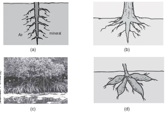 Gambar 2.5 Beberapa fungsi akar adalah (a) menyerap air dan zat hara, (b) menunjangberdirinya tumbuhan, (c) alat pernapasan, serta (d) alat penyimpan makanan cadangan.