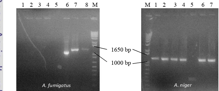 Gambar�8��Hasil�elektroforesis�PCR�koloni�dengan�plasmid�pGEM�T��������������������������������.�