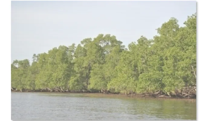 Gambar 7  Keindahan hamparan mangrove dengan  view ke arah conveyor 