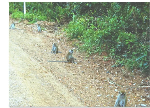 Gambar 13  Monyet ekor panjang (Macaca fascicularis) yang sedang bermain            di sepanjang jalan menuju kawasan mangrove Pantai Tanjung Bara