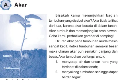 Gambar 3.2 Bagian-bagian akar