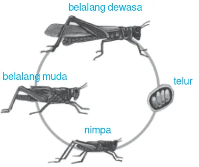 Gambar 5.7 Daur hidup belalang.Sumber: Jendela IPTEK untuk Anak, Pelajar, dan Umum