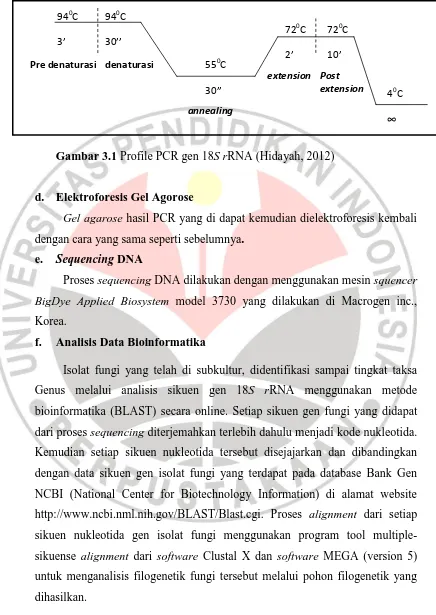 Gambar 3.1 Profile PCR gen 18S rRNA (Hidayah, 2012) 