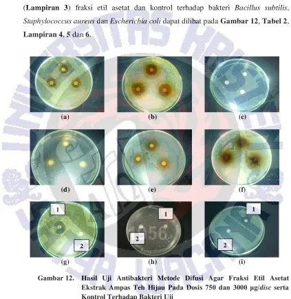 Gambar 12.  Hasil Uji Antibakteri Metode Difusi Agar Fraksi Etil Asetat 