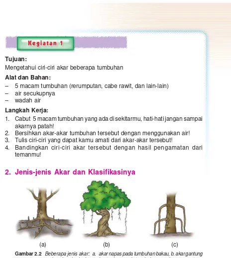 Gambar 2.2 Beberapa jenis akar:  a. akar napas pada tumbuhan bakau, b. akar gantungpada pohon beringin, c