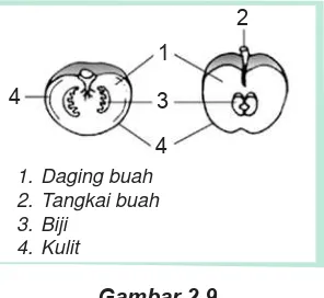 Gambar 2.9Struktur buah.