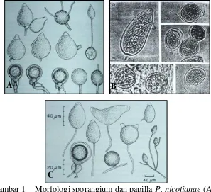 Gambar 1    Morfologi sporangium dan papilla P. nicotianae (A),   