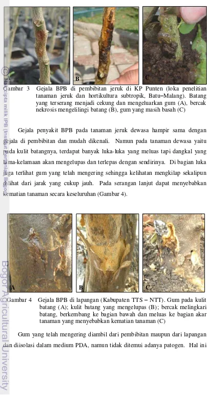 Gambar 3  Gejala BPB di pembibitan jeruk di KP Punten (loka penelitian  