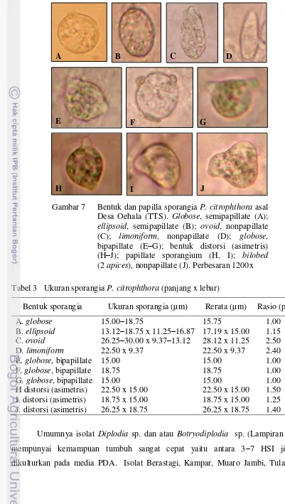 Tabel 3   Ukuran sporangia P. citrophthora (panjang x lebar) 