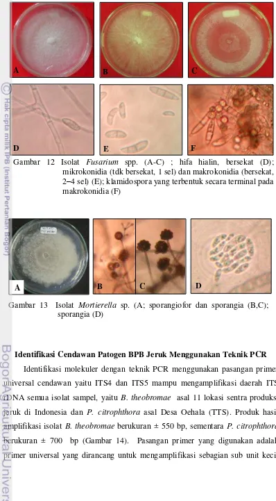 Gambar 12 Isolat Fusarium spp. (A-C) ; hifa hialin, bersekat (D);   