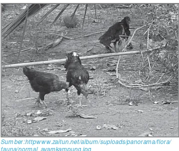 Gambar 3.3 Ayam kampung