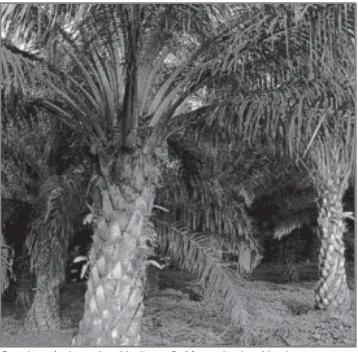 Gambar 3.8 Perkebunan kelapa sawit