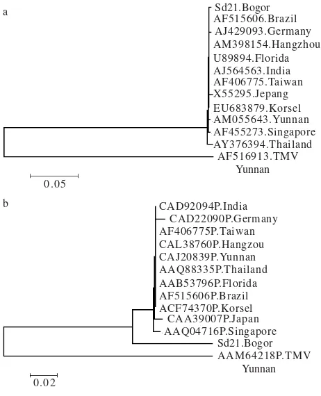 Tabel 1. Partial identity betwen CP gene of ORSV isolate Bogorcompared with other Tobamovirus member