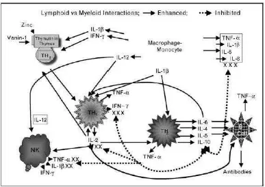 Gambar 2.4.  Peran seng pada imunitas (Prasad, 2014). 