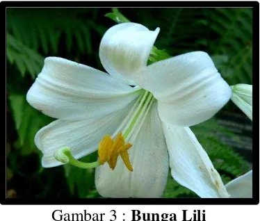 Gambar 3 : Bunga Lili 