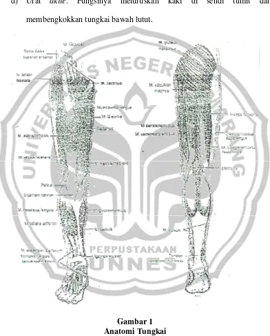 Gambar 1 Anatomi Tungkai 