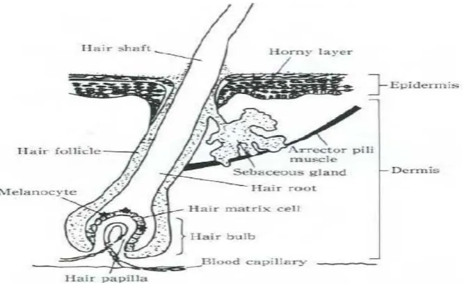 Gambar 2.4 Anatomi rambut (Mitsui, 1997). 