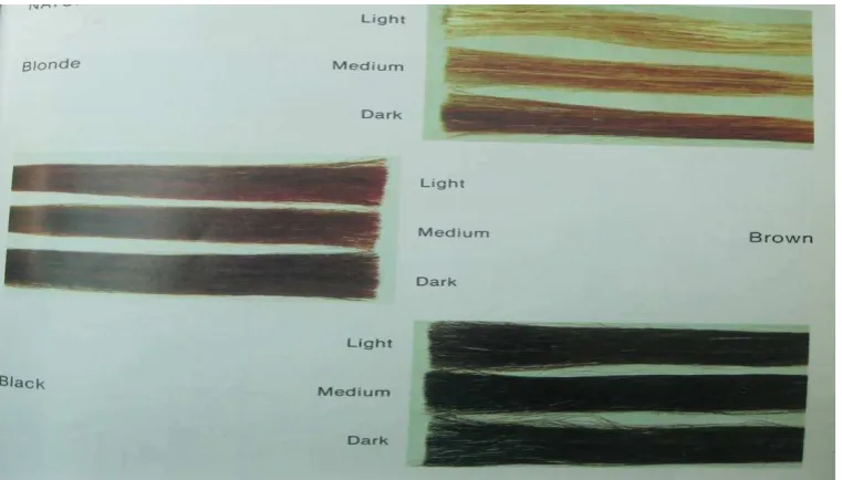 Gambar  3.1 Natural colour levels (Dalton,1985). 
