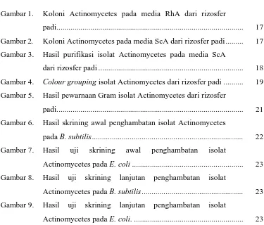 Gambar 1.  Koloni Actinomycetes pada media RhA dari rizosfer 