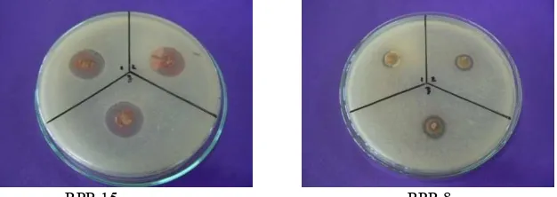 Gambar 2. Hasil uji skrining lanjutan penghambatan isolat Actinomycetes terhadap bakteri 