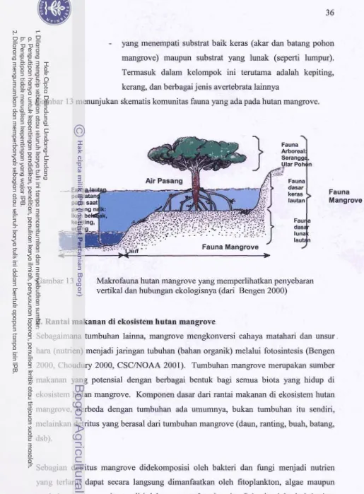 Gambar 13 menunjukan skematis komunitas fauna yang ada pada hutan mangrove. 