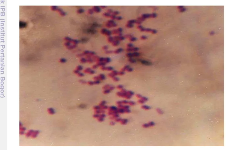 Gambar 1  Streptococcus iniae hasil pewarnaan gram (pembesaran 1000 X). 