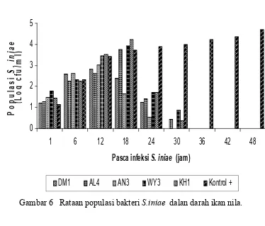 Gambar 6   Rataan populasi bakteri S.iniae  dalan darah ikan nila. 