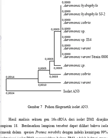 Gambar 7   Pohon filogenetik isolat AN3. 