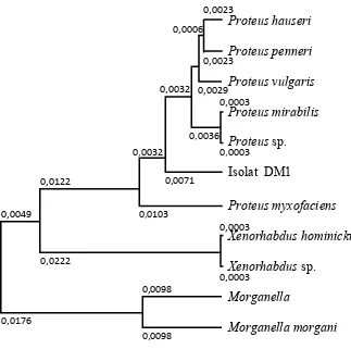 Gambar  8  Pohon Filogenetik isolat  DM1. 