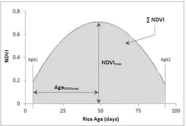 Figure 4. Relationship between rice age at the NDVImax and rice yield 