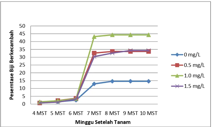 Gambar 8. Biji Berkalus pada Media B5 + 1.0 mg/l 2,4-D pada 7 MST 